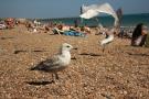 gal/Voyages/Angleterre/Brighton/_thb_Brighton120.jpg