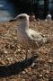 gal/Voyages/Angleterre/Brighton/_thb_Brighton127.jpg