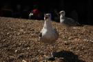 gal/Voyages/Angleterre/Brighton/_thb_Brighton131.jpg
