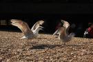 gal/Voyages/Angleterre/Brighton/_thb_Brighton135.jpg