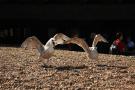 gal/Voyages/Angleterre/Brighton/_thb_Brighton136.jpg