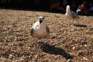 gal/Voyages/Angleterre/Brighton/_thb_Brighton138.jpg