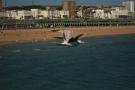 gal/Voyages/Angleterre/Brighton/_thb_Brighton158.jpg