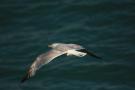 gal/Voyages/Angleterre/Brighton/_thb_Brighton181.jpg