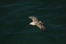 gal/Voyages/Angleterre/Brighton/_thb_Brighton183.jpg