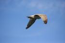 gal/Voyages/Angleterre/Brighton/_thb_Brighton185.jpg