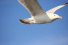 gal/Voyages/Angleterre/Brighton/_thb_Brighton186.jpg