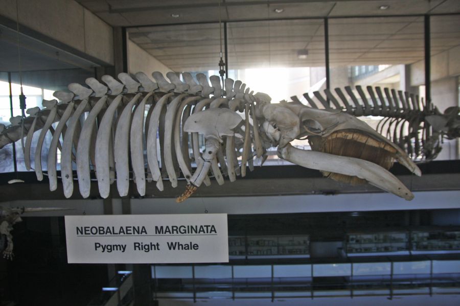 gal/Voyages/Angleterre/Cambridge/Museum_of_Zoology/Cambridge_Zoology_museum05.jpg