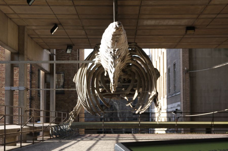 gal/Voyages/Angleterre/Cambridge/Museum_of_Zoology/Cambridge_Zoology_museum09.jpg