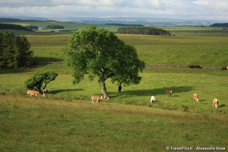 gal/Voyages/Angleterre/Hadrians_Wall/Hadrians_Wall_England47.jpg