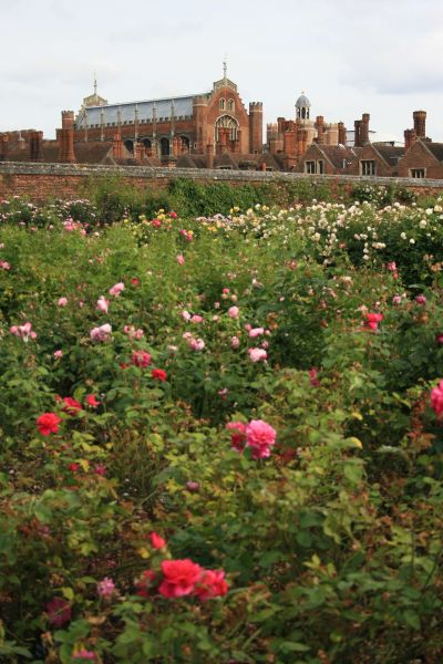 gal/Voyages/Angleterre/Hampton_Court_Palace/Rose_Garden/Hampton_Court_Rose_Gardens06.jpg
