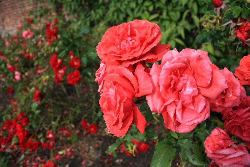 gal/Voyages/Angleterre/Hampton_Court_Palace/Rose_Garden/Hampton_Court_Rose_Gardens07.jpg