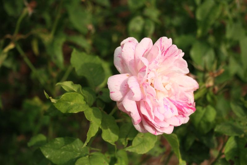 gal/Voyages/Angleterre/Hampton_Court_Palace/Rose_Garden/Hampton_Court_Rose_Gardens14.jpg