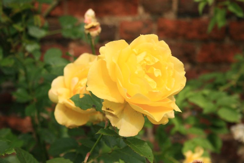 gal/Voyages/Angleterre/Hampton_Court_Palace/Rose_Garden/Hampton_Court_Rose_Gardens17.jpg
