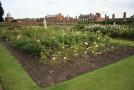 gal/Voyages/Angleterre/Hampton_Court_Palace/Rose_Garden/_thb_Hampton_Court_Rose_Gardens02.jpg