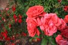 gal/Voyages/Angleterre/Hampton_Court_Palace/Rose_Garden/_thb_Hampton_Court_Rose_Gardens07.jpg