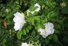 gal/Voyages/Angleterre/Hampton_Court_Palace/Rose_Garden/_thb_Hampton_Court_Rose_Gardens08.jpg