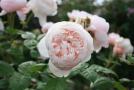 gal/Voyages/Angleterre/Hampton_Court_Palace/Rose_Garden/_thb_Hampton_Court_Rose_Gardens09.jpg