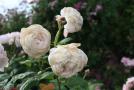 gal/Voyages/Angleterre/Hampton_Court_Palace/Rose_Garden/_thb_Hampton_Court_Rose_Gardens10.jpg