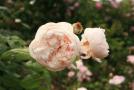gal/Voyages/Angleterre/Hampton_Court_Palace/Rose_Garden/_thb_Hampton_Court_Rose_Gardens11.jpg