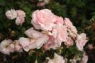 gal/Voyages/Angleterre/Hampton_Court_Palace/Rose_Garden/_thb_Hampton_Court_Rose_Gardens12.jpg