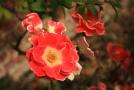 gal/Voyages/Angleterre/Hampton_Court_Palace/Rose_Garden/_thb_Hampton_Court_Rose_Gardens13.jpg