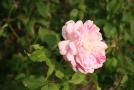 gal/Voyages/Angleterre/Hampton_Court_Palace/Rose_Garden/_thb_Hampton_Court_Rose_Gardens14.jpg