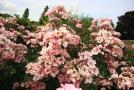 gal/Voyages/Angleterre/Hampton_Court_Palace/Rose_Garden/_thb_Hampton_Court_Rose_Gardens16.jpg