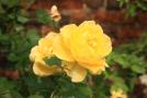 gal/Voyages/Angleterre/Hampton_Court_Palace/Rose_Garden/_thb_Hampton_Court_Rose_Gardens17.jpg