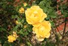 gal/Voyages/Angleterre/Hampton_Court_Palace/Rose_Garden/_thb_Hampton_Court_Rose_Gardens18.jpg