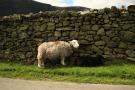 gal/Voyages/Angleterre/Lake_District/_thb_IMG_0194.JPG