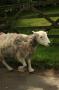 gal/Voyages/Angleterre/Lake_District/_thb_IMG_0199.JPG
