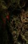 gal/Voyages/Angleterre/Mother_Chiptons_Cave/_thb_Mother_Chiptons_Cave27.jpg