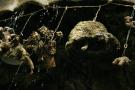 gal/Voyages/Angleterre/Mother_Chiptons_Cave/_thb_Mother_Chiptons_Cave41.jpg