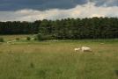 gal/Voyages/Angleterre/Stonehenge/_thb_Stonehenge115.jpg