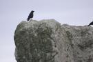 gal/Voyages/Angleterre/Stonehenge/_thb_Stonehenge202.jpg