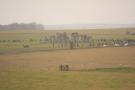gal/Voyages/Angleterre/Stonehenge/_thb_Stonehenge348.jpg