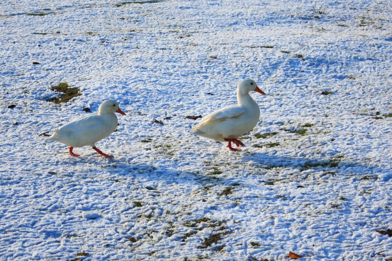 gal/Voyages/Denmark/Denmark_Dragor_ducks01.jpg