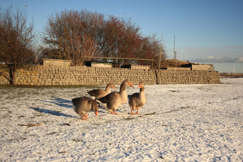 gal/Voyages/Denmark/Denmark_Dragor_ducks07.jpg
