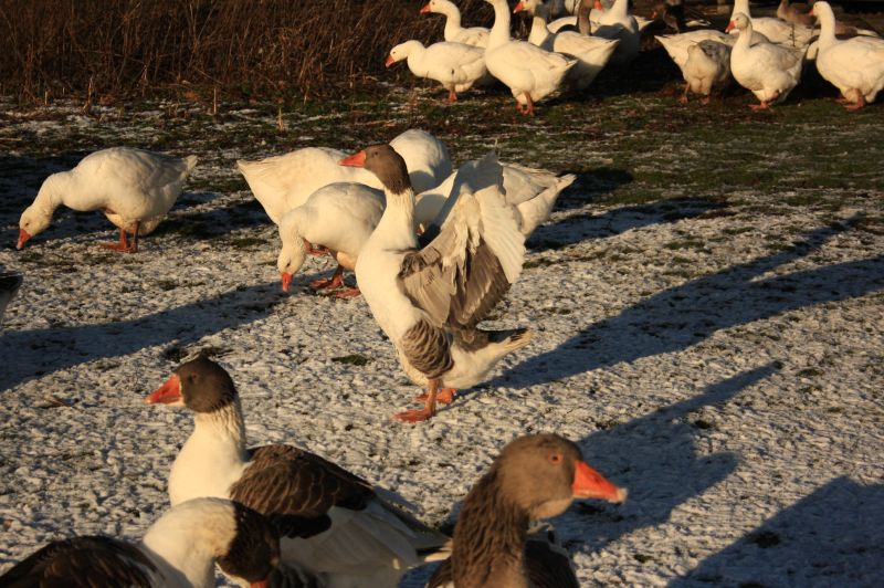 gal/Voyages/Denmark/Denmark_Dragor_ducks09.jpg