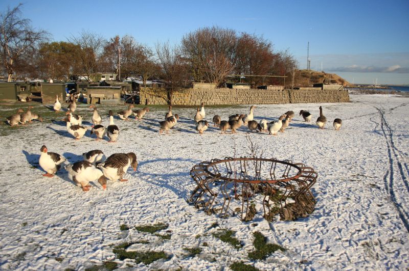 gal/Voyages/Denmark/Denmark_Dragor_ducks10.jpg