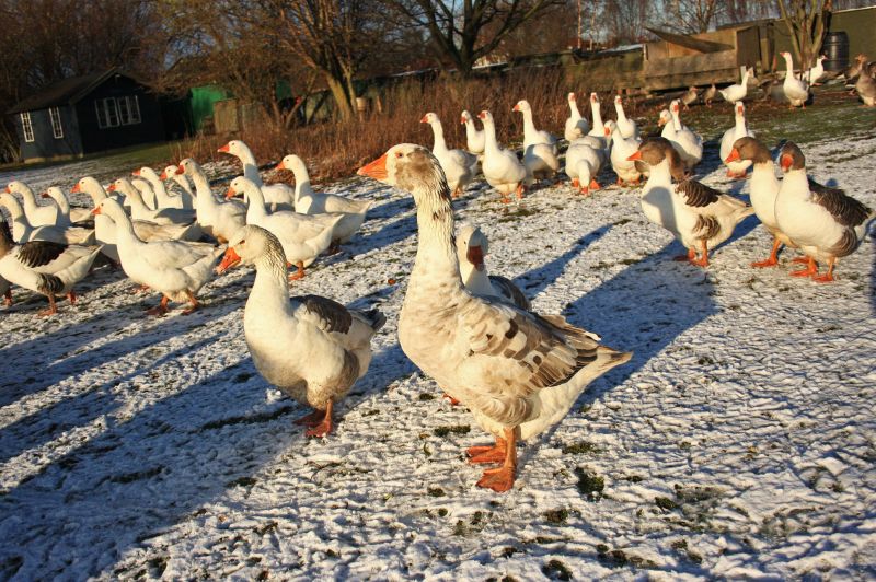 gal/Voyages/Denmark/Denmark_Dragor_ducks11.jpg