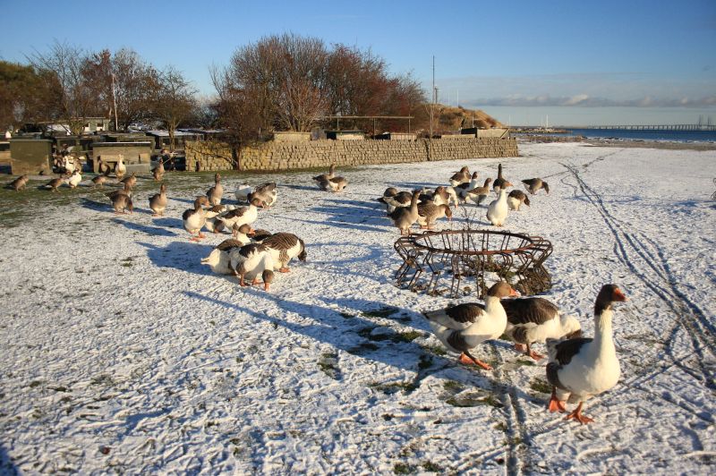 gal/Voyages/Denmark/Denmark_Dragor_ducks13.jpg