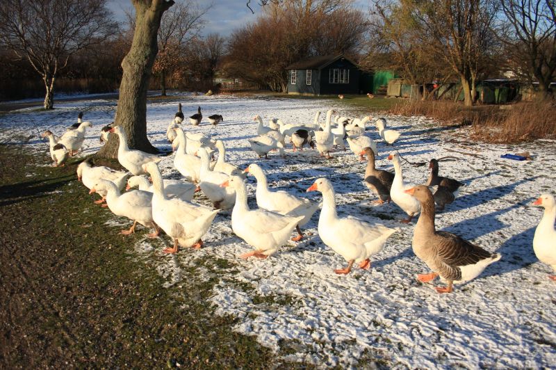 gal/Voyages/Denmark/Denmark_Dragor_ducks15.jpg
