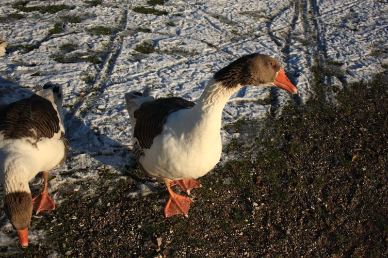 gal/Voyages/Denmark/Denmark_Dragor_ducks16.jpg