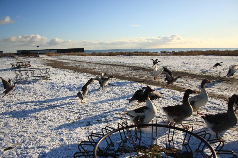 gal/Voyages/Denmark/Denmark_Dragor_ducks20.jpg