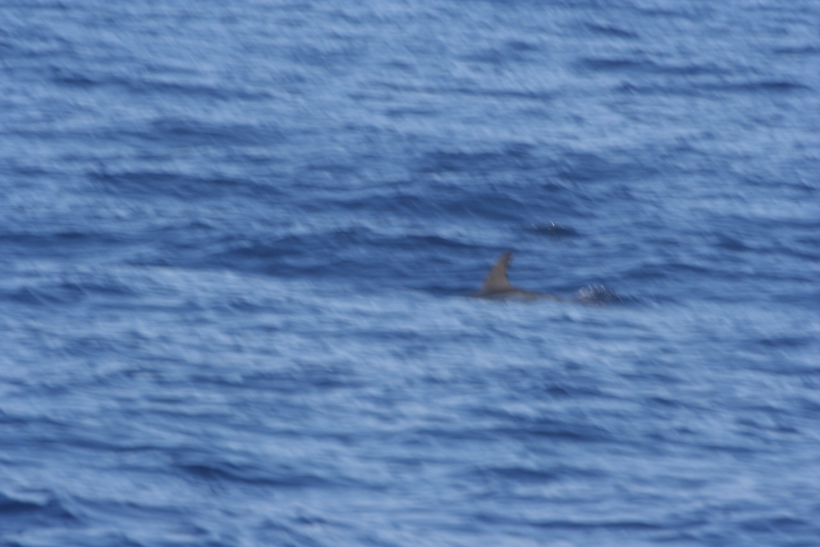 gal/Voyages/France/Cote_Azur/Baleines_-_Villefranche/IMG_0935.JPG
