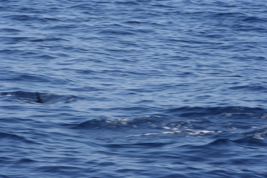 gal/Voyages/France/Cote_Azur/Baleines_-_Villefranche/IMG_0940.JPG