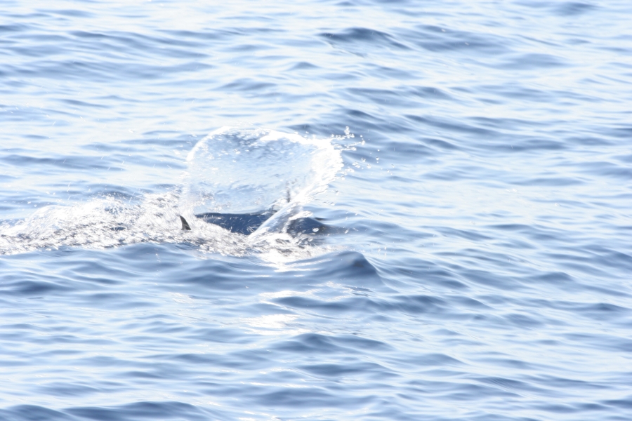 gal/Voyages/France/Cote_Azur/Baleines_-_Villefranche/IMG_0949.JPG