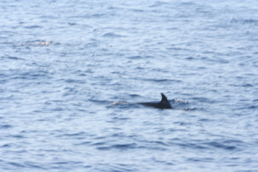 gal/Voyages/France/Cote_Azur/Baleines_-_Villefranche/IMG_0952.JPG